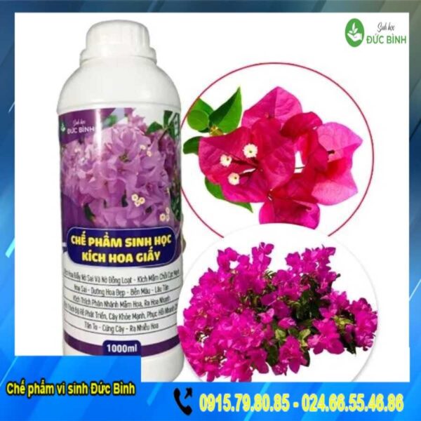 Chế phẩm thuốc kích hoa giấy ra hoa đồng loạt