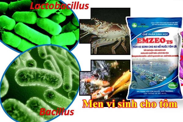 Men vi sinh cho tôm là gì? Cách sử dụng hiệu quả nhất 1 Men vi sinh cho tôm là gì? là chế phẩm sinh học chứa các chủng vi sinh hữu ích có tác dụng xử lý môi trường ao nuôi và giúp tôm khỏe mạnh, tiêu hóa tốt