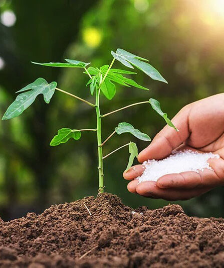Dựa vào loại cây giai đoạn phát triển (mạ, sinh trưởng, ra hoa, kết trái) để lựa chọn phân