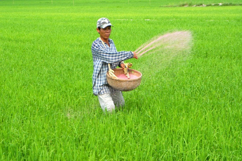 Ưu tiên bón đạm bằng cách rải hạt hoặc tưới lá