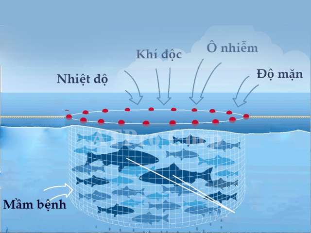 Biến đổi khí hậu cản trở hoạt động nuôi trồng thủy hải sản