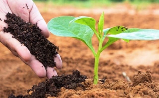 Một số lợi ích phân vi sinh