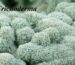 Trichoderma là một chủng nấm đối kháng, cần thiết cho cây trồng phát triển khỏe mạnh