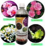 Cách sử dụng dịch trùn quế