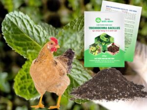 The fastest and most effective way to compost chicken manure