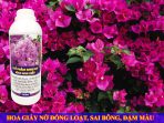 Cách phun thuốc kích hoa giấy ra hoa đồng