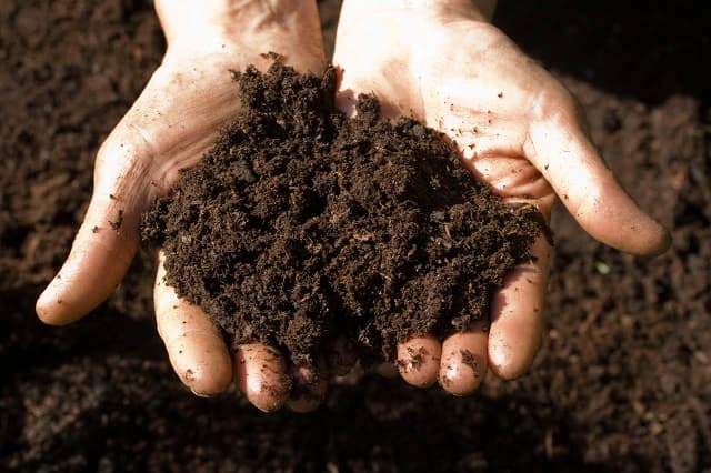 There are usually 3 popular traditional ways to compost chicken manure
