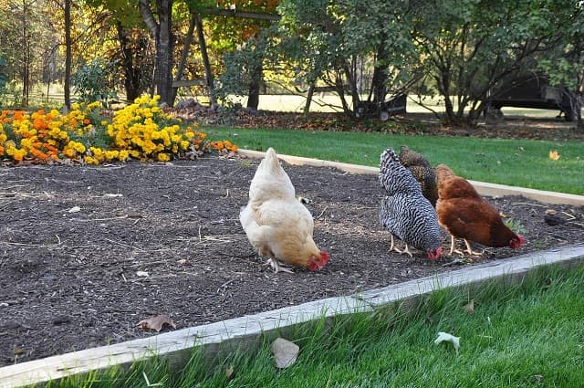 Is chicken manure really dark for plants?