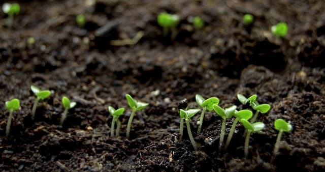 Chicken manure plays many roles in adding nutrients to soil as well as plants
