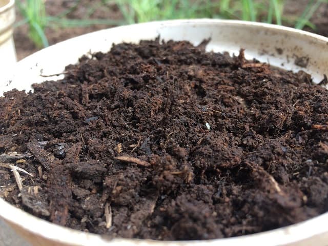 Poorly composted chicken manure will harm plants because it has not eliminated all pathogens