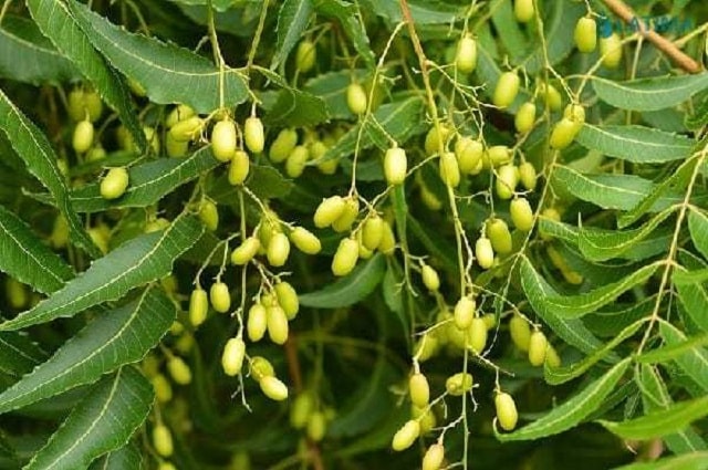 Sản phẩm giúp tăng khả năng tiêu diệt sâu bệnh