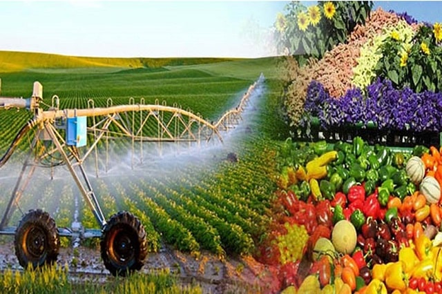 Thuốc bảo vệ thực vật sinh học nguồn gốc thảo dược an toàn cho người dùng
