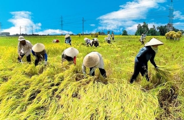 Thuốc bảo vệ thực vật sinh học nguồn gốc vi khuẩn dùng cho lúa