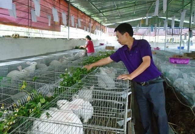 How to raise meat rabbits to achieve high productivity