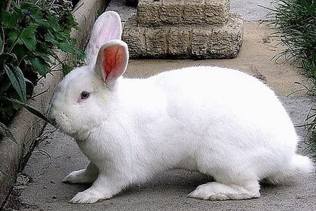 Choose healthy, agile rabbits for breeding