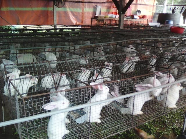 Keep the rabbit cage in a high, cool, dry location to avoid flooding