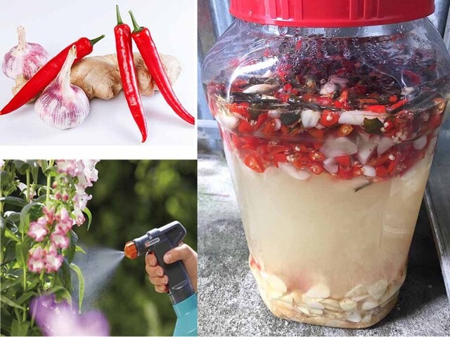 GE gừng tỏi ớt là gì?