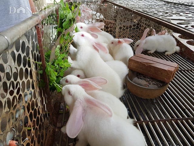 Rabbits after weaning need proper nutritional supplementation