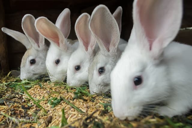Green food and carbohydrates must be present in the rabbit's diet