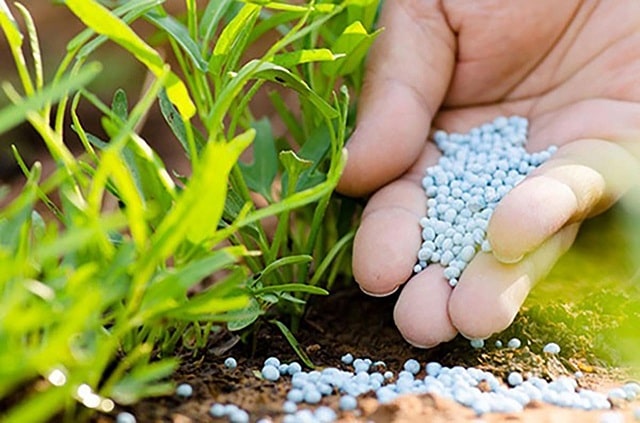 How to fertilize npk for plants effectively and with high productivity