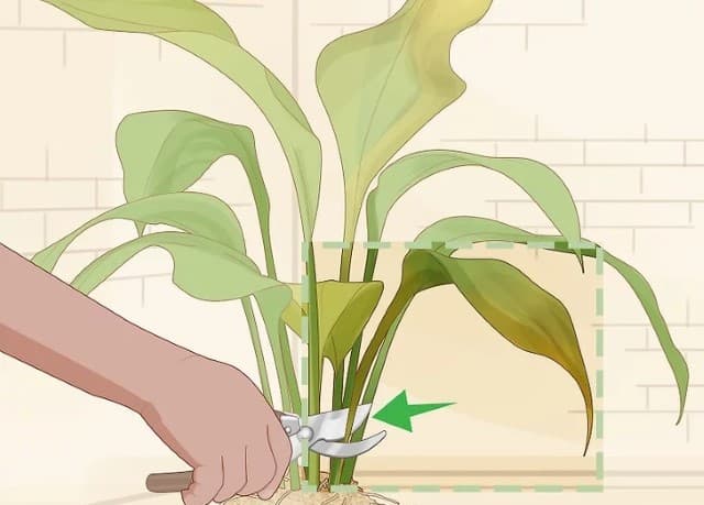 Cut off the leaves and branches to match the roots.