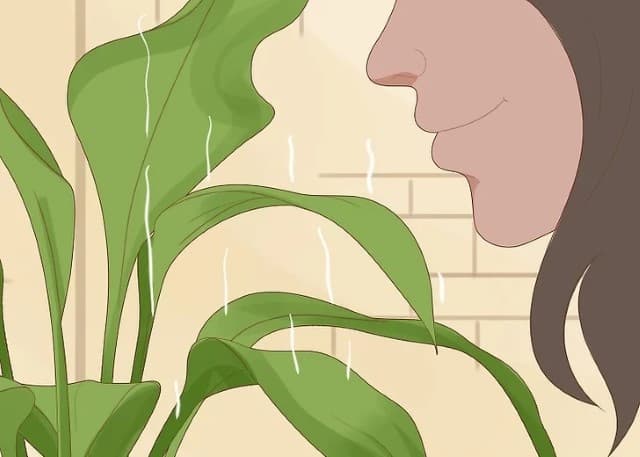Waterlogged plants also emit an unpleasant odor because of rotten roots.