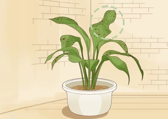 Plants with waterlogged roots will have brown spots.