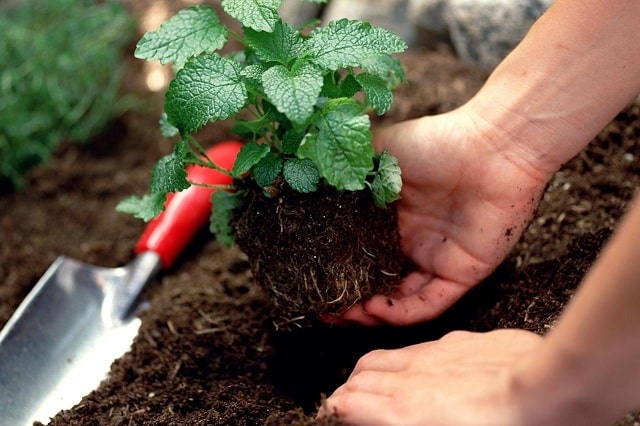 Soil plays a very important role in production and agriculture