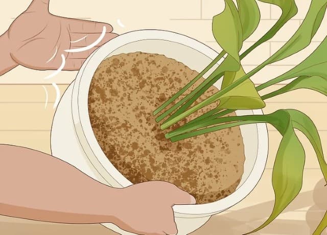 Tap the pot to help the roots dry faster.