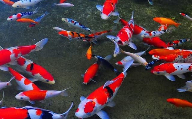 What is koi fish?