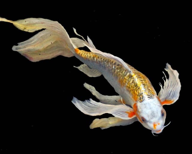 Which type should I choose to raise koi fish in a glass pond?