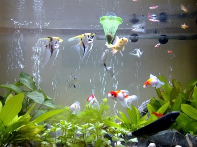 Things to pay attention to when raising koi fish in a glass pond