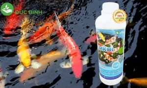 Things to pay attention to when raising koi fish in a glass pond