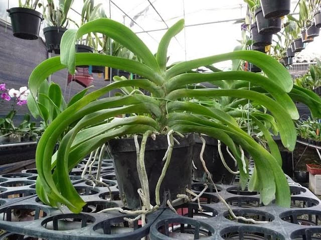 Place the orchid in a well-ventilated location