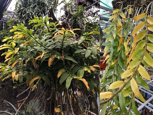 Yellow orchid leaves can cause plant death