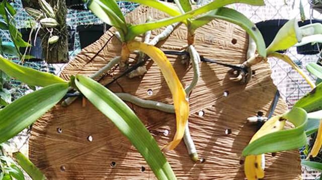 Orchid leaves turn yellow due to sunlight
