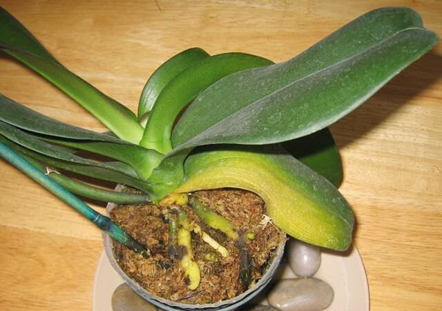Orchids have yellow leaves due to problems with the root system