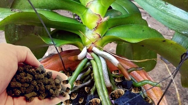 Use microbial products in orchid care
