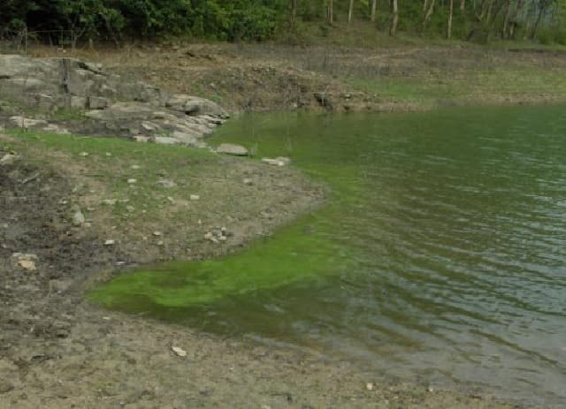What is eutrophication?