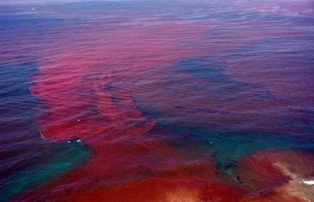 Negative effects of eutrophication