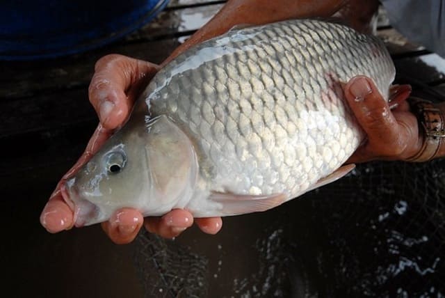 How to raise crispy carp standardly