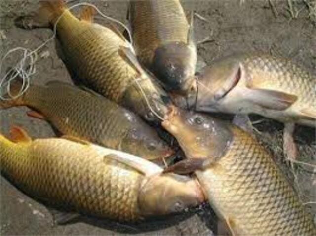 Floating bran gives crispy carp