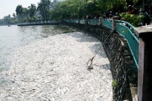 Signs of eutrophication
