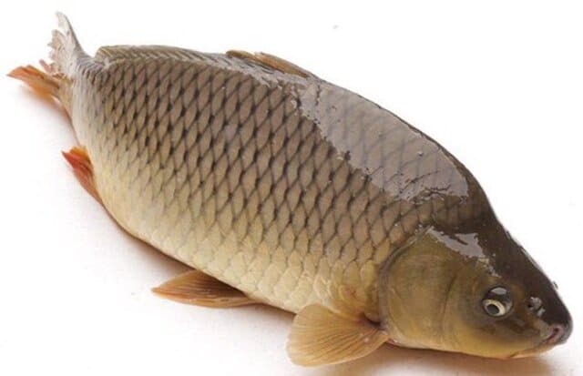 Crispy carp food