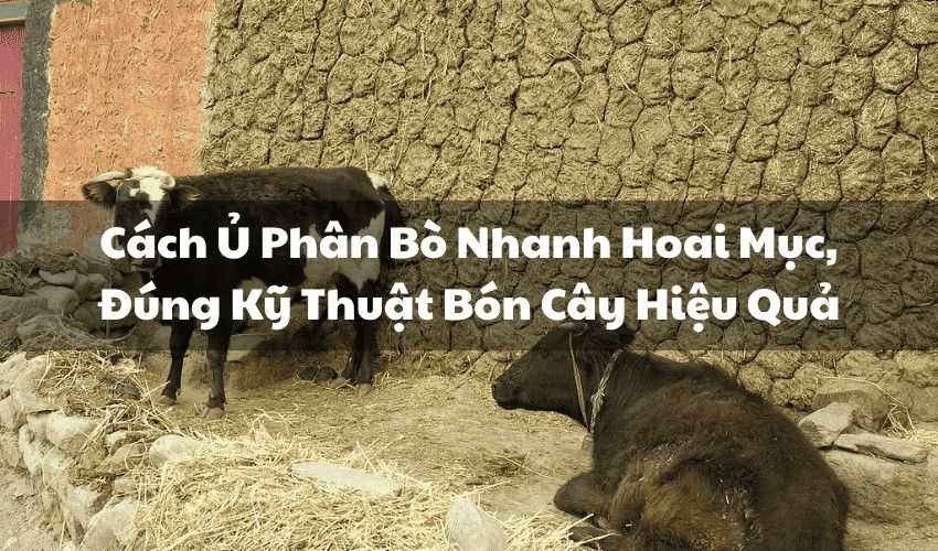 avt cach u phan bo