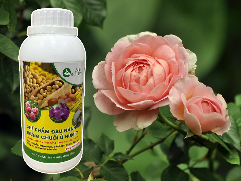 Chế phẩm đậu nành ủ humic, trứng chuối - dòng siêu phân bón hữu cơ cho hoa hồng, hoa lan ... giúp cây ra nhiều mầm, mầm mập, rễ khỏe, sắc hoa đậm - bền