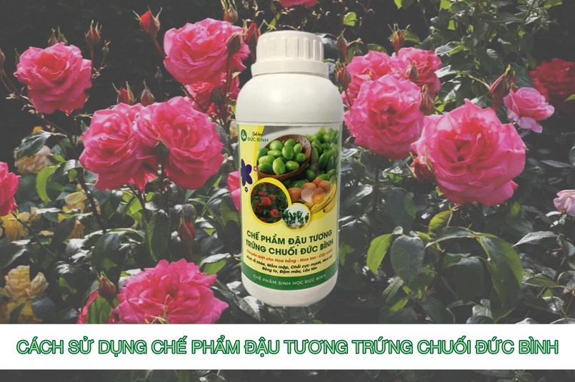 Cách sử dụng phân bón đậu tương trứng chuối Đức Bình hiệu quả