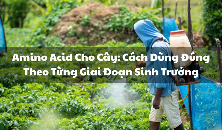 avt amino acid cho cay