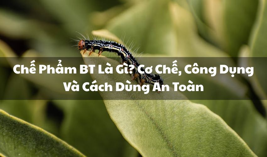 avt che pham bt la gi