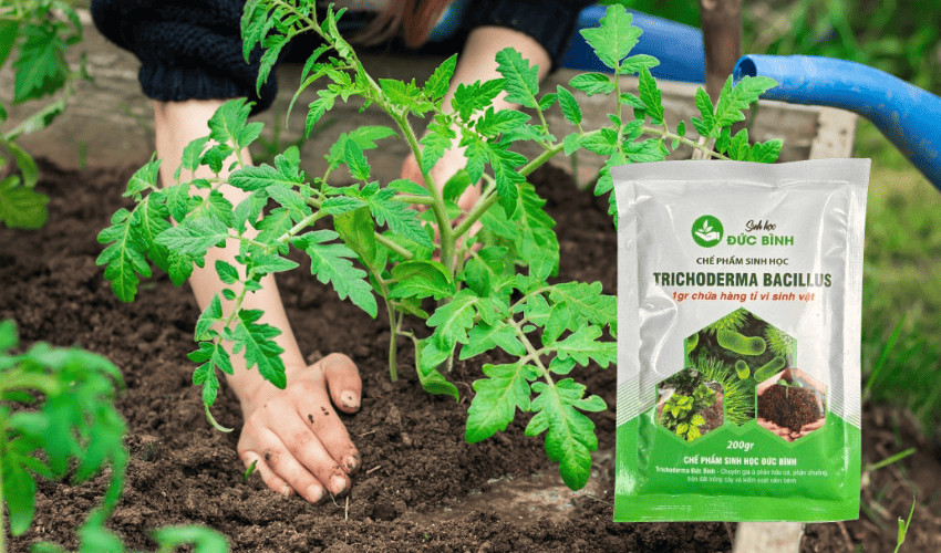 Trichoderma được sử dụng dựa vào dạng chế phẩm và mật độ vi sinh